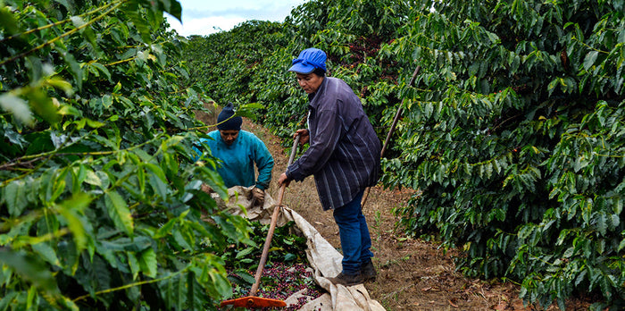 Fresh Roasted Coffee Brazil Origin Trip