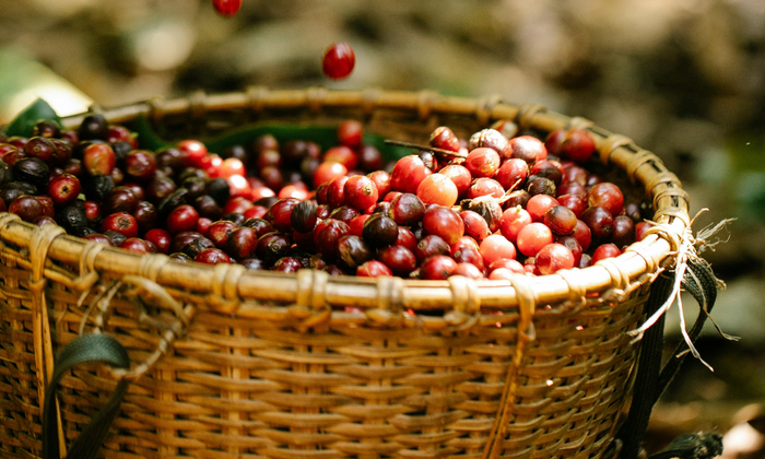 Coffee cherries in basket