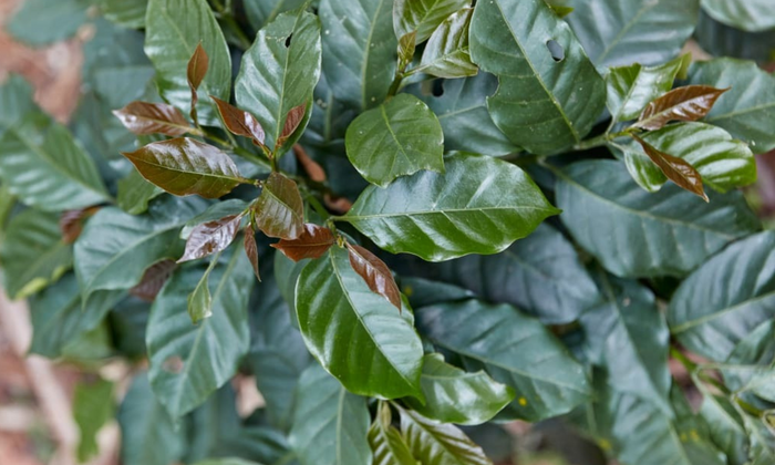 Coffee plants