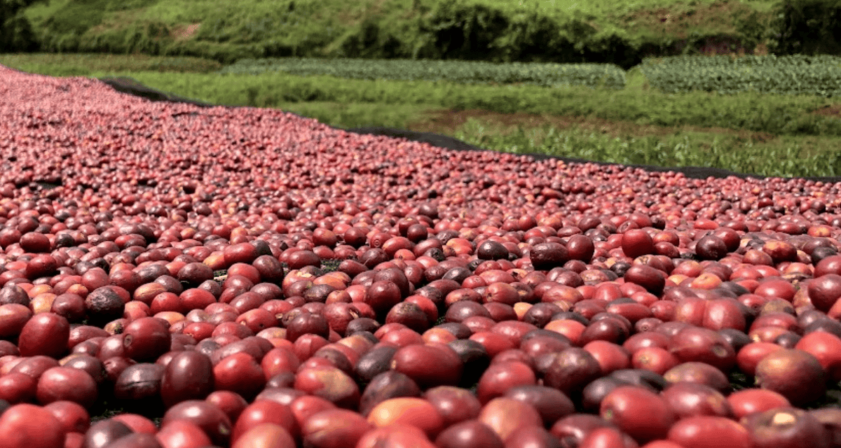 Coffee cherries drying on raised beds