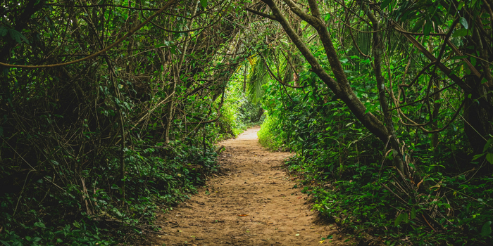 Costa Rican Rainforest