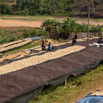 Roaster's Choice Coffee Subscription