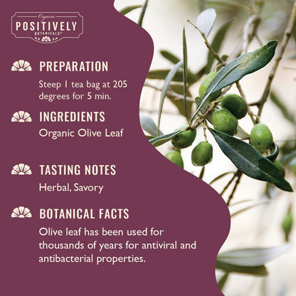 Organic Olive Leaf - Botanical Tea Bags